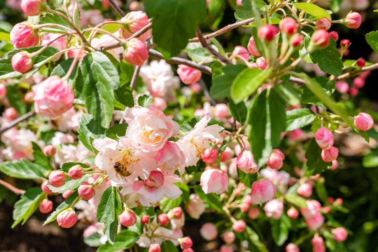 Apple Blossom Cottages Stanthorpe Zewnętrze zdjęcie